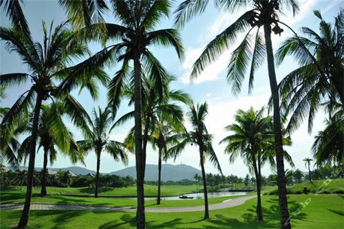 天香豆蔻麻辣烫