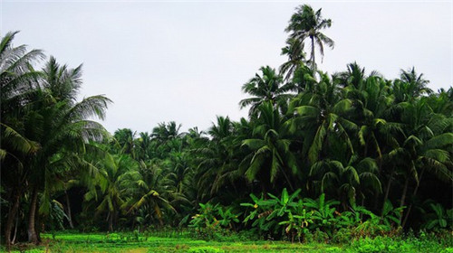 柳州椰蓉奶糕加盟费多少，椰蓉糕怎么做